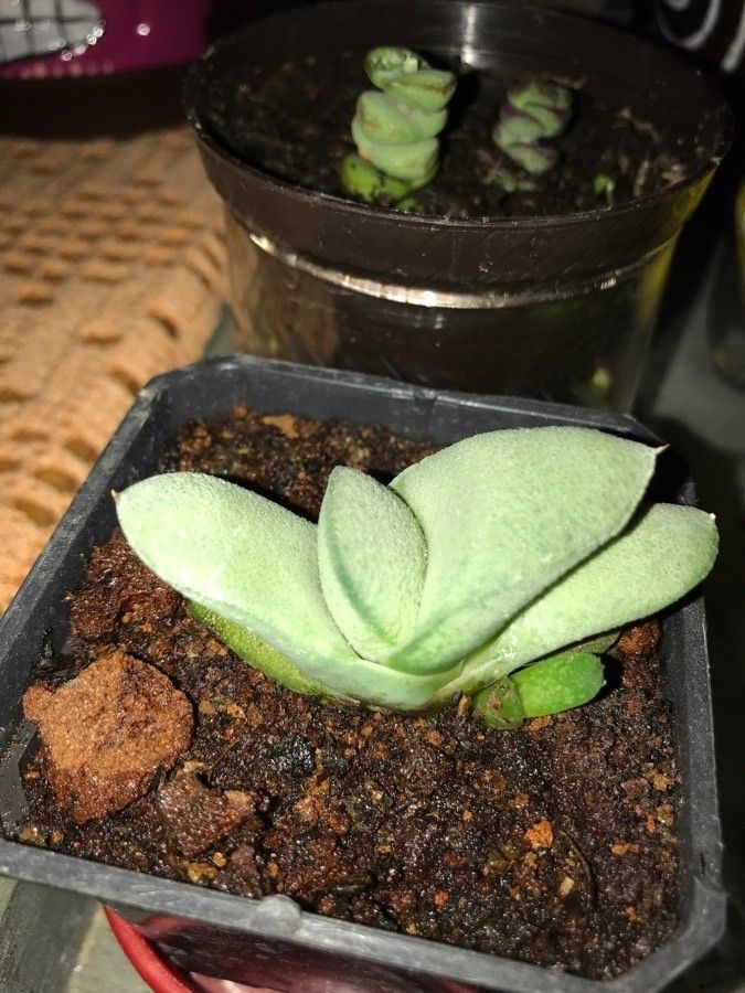 Pleiospilos simulans — search result for 'Aizoaceae'