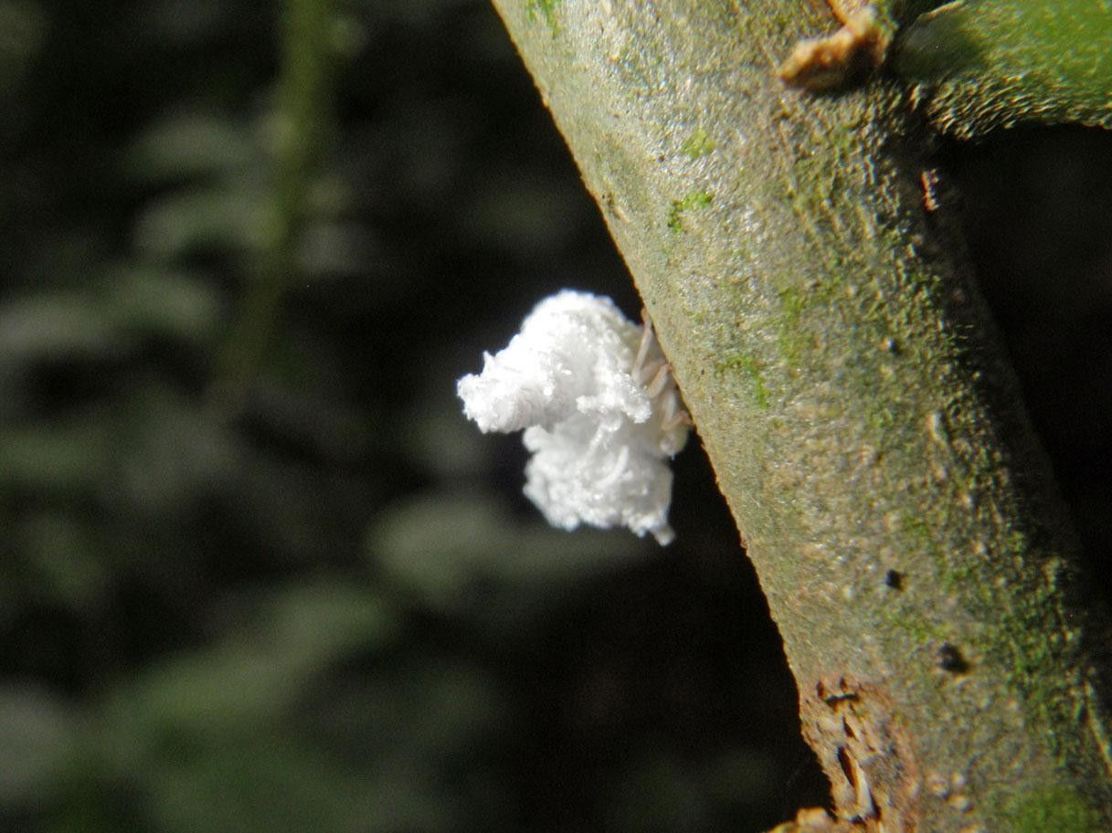 Acalypha radinostachya bark
