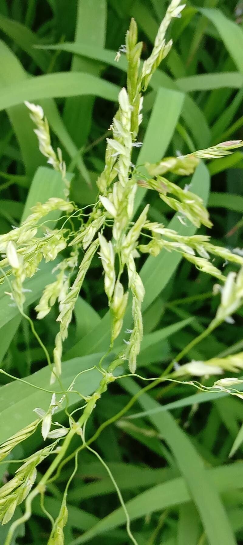 Leersia oryzoides flower