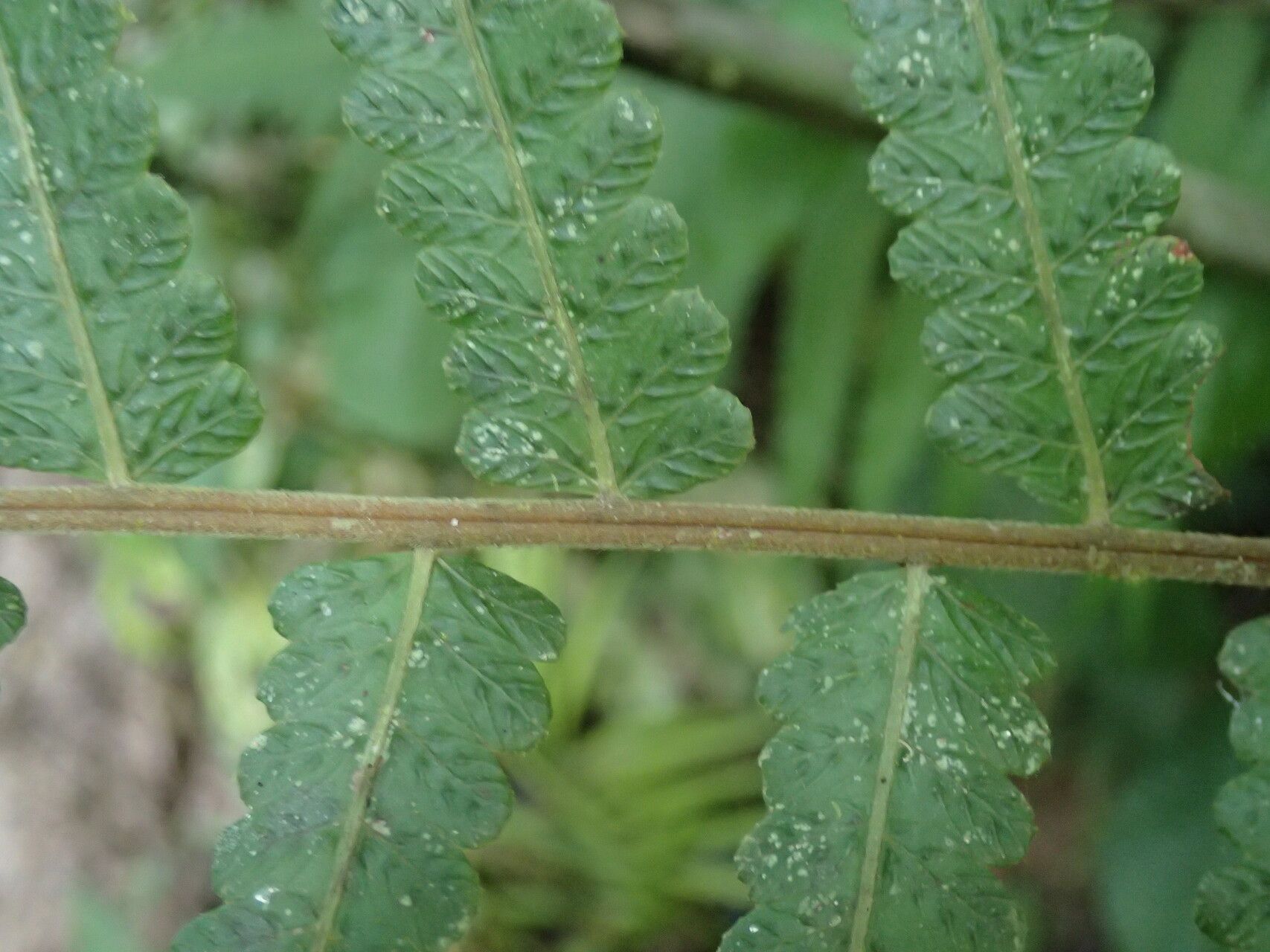 Thelypteris arbuscula leaf