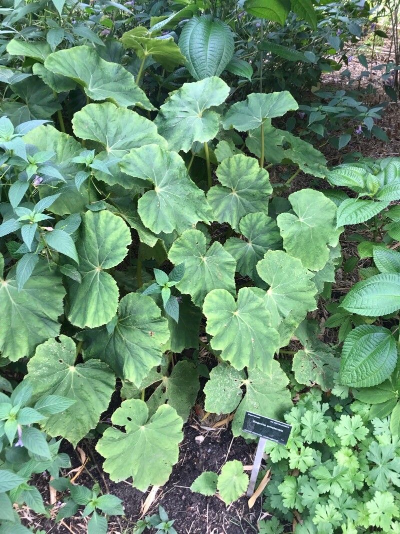 Begonia emeiensis leaf