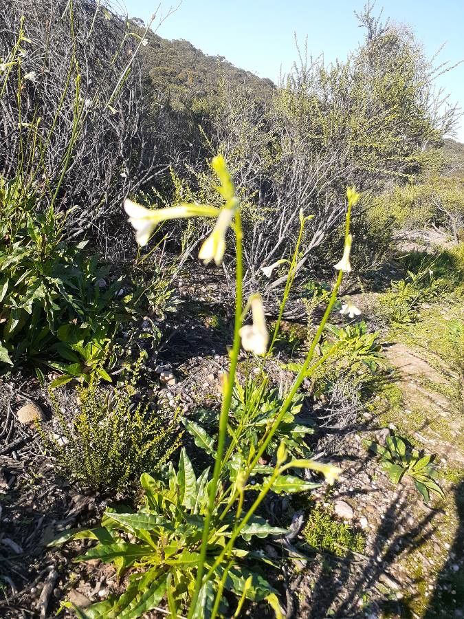 Nicotiana quadrivalvis flower