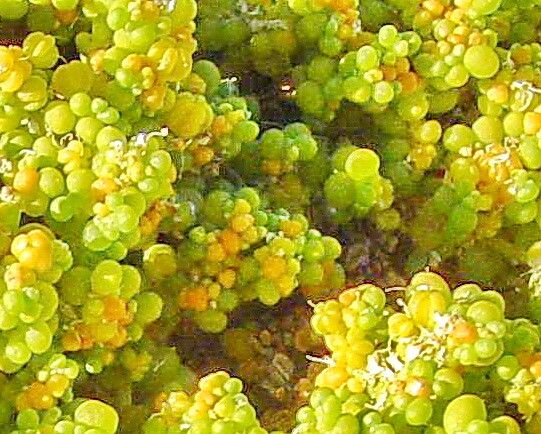 Zygophyllum simplex — houseplant care guide