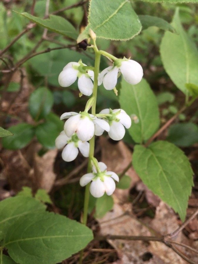 Pyrola elliptica flower
