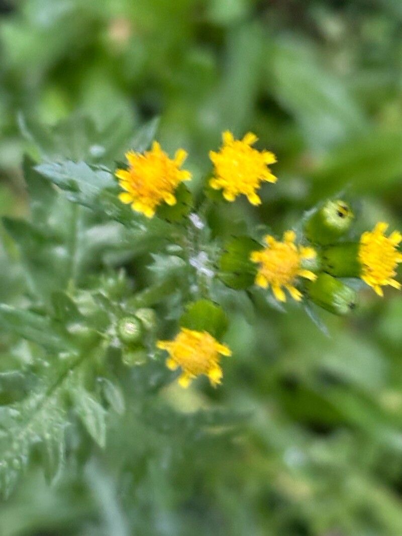Senecio teneriffae flower