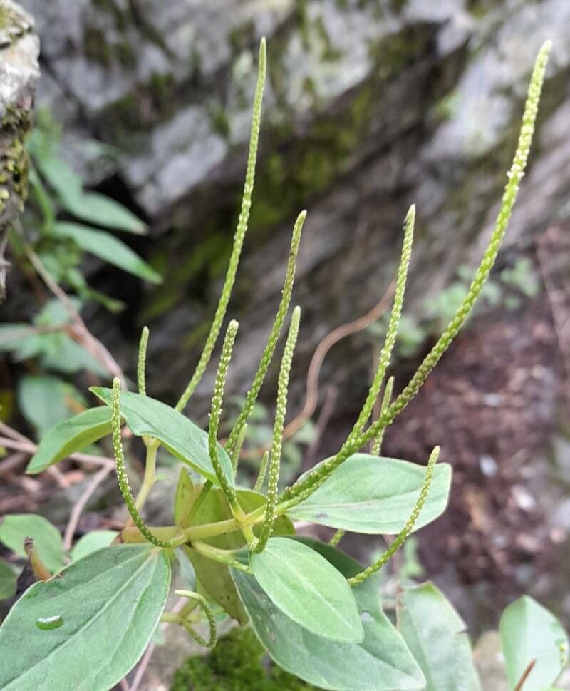 Peperomia increscens flower