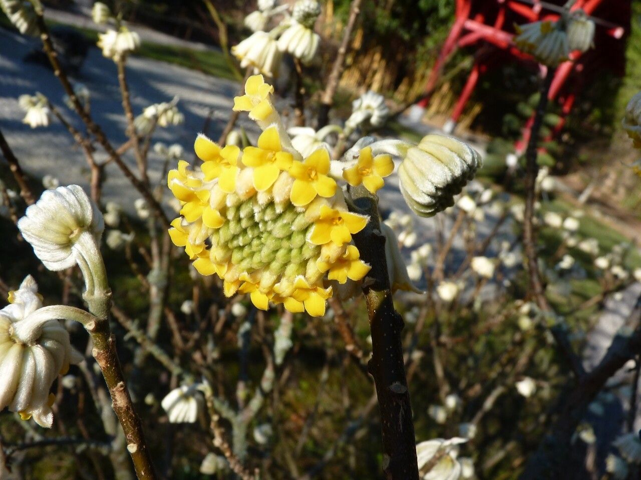 Edgeworthia chrysantha flower