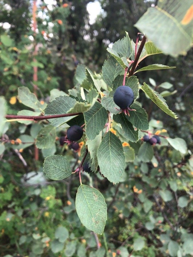 Amelanchier utahensis — search result for 'Amelanchier'