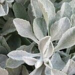 Corethrogyne filaginifolia