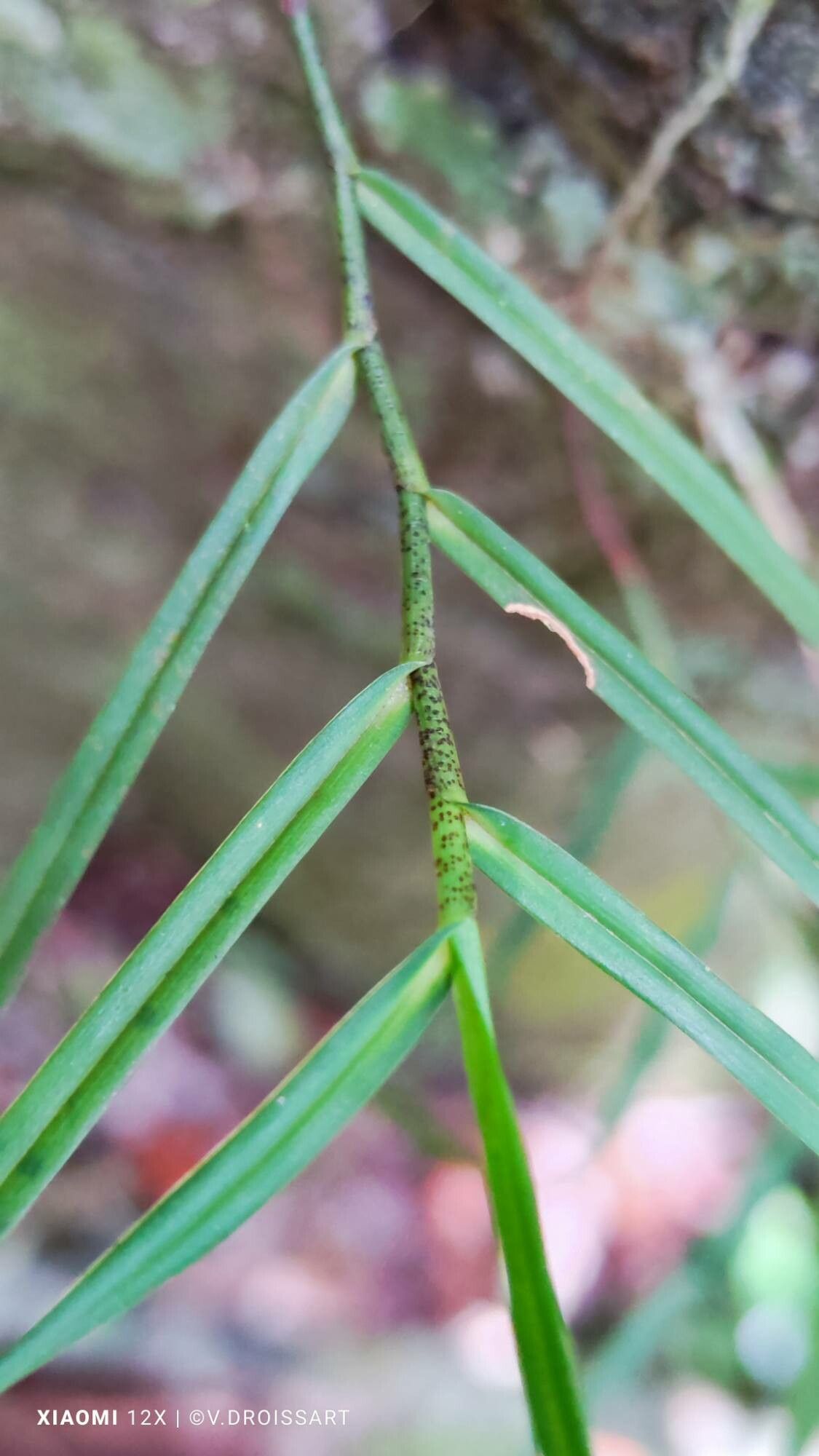 Angraecum filicornu leaf