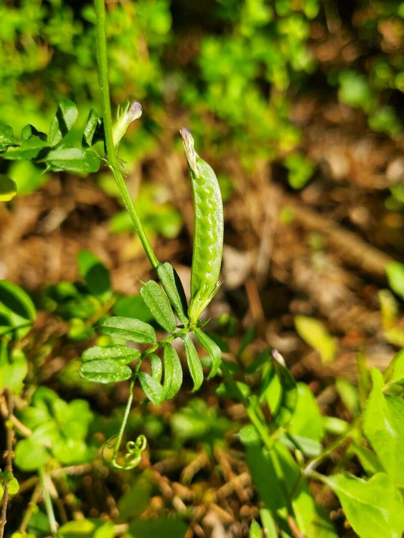 Vicia grandiflora fruit