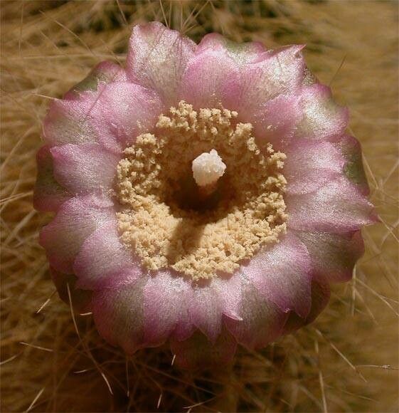 Vatricania guentheri flower