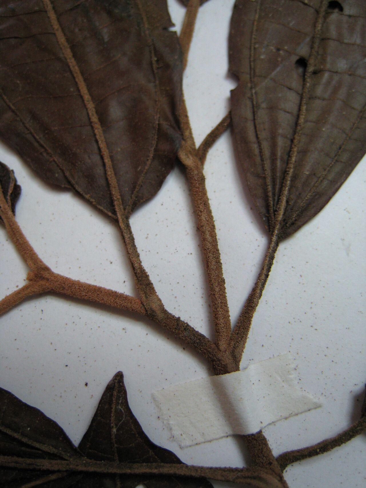 Miconia ruficalyx other