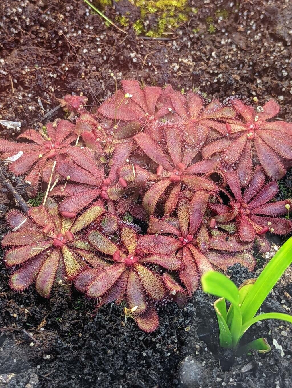 Drosera hamiltonii leaf