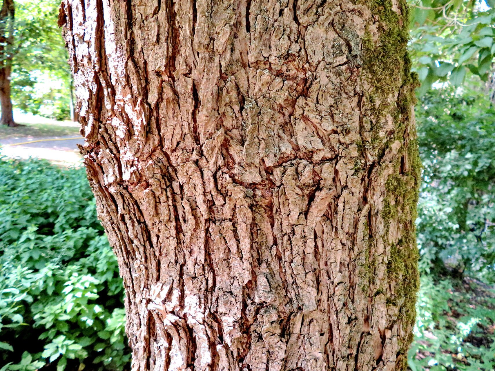 Catalpa × erubescens bark