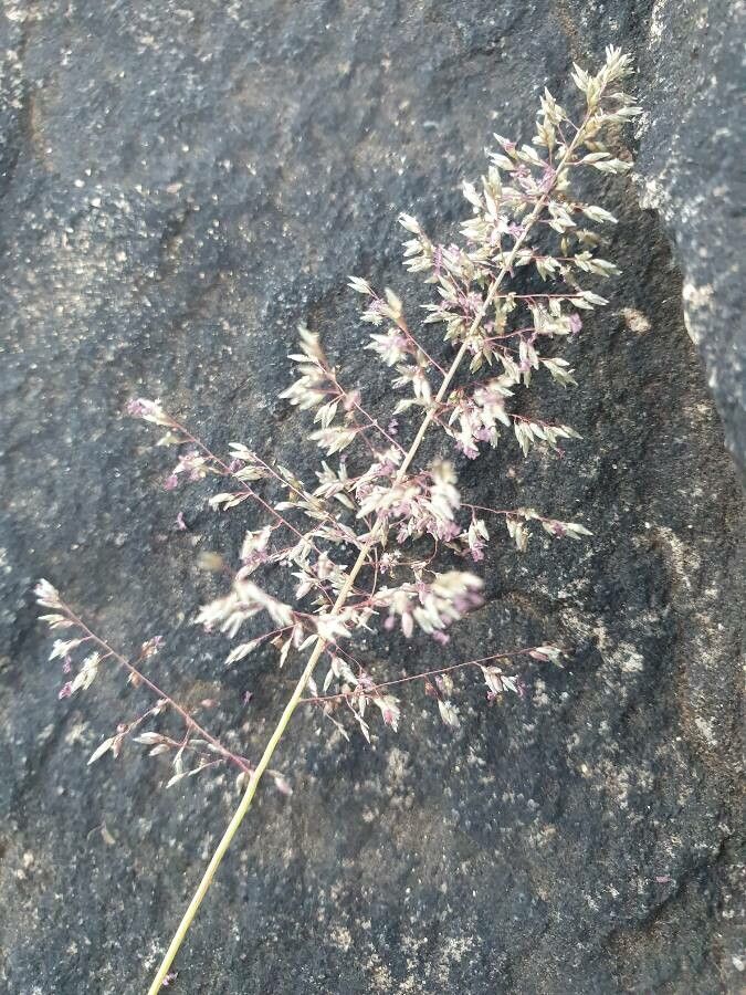 Sporobolus stapfianus flower