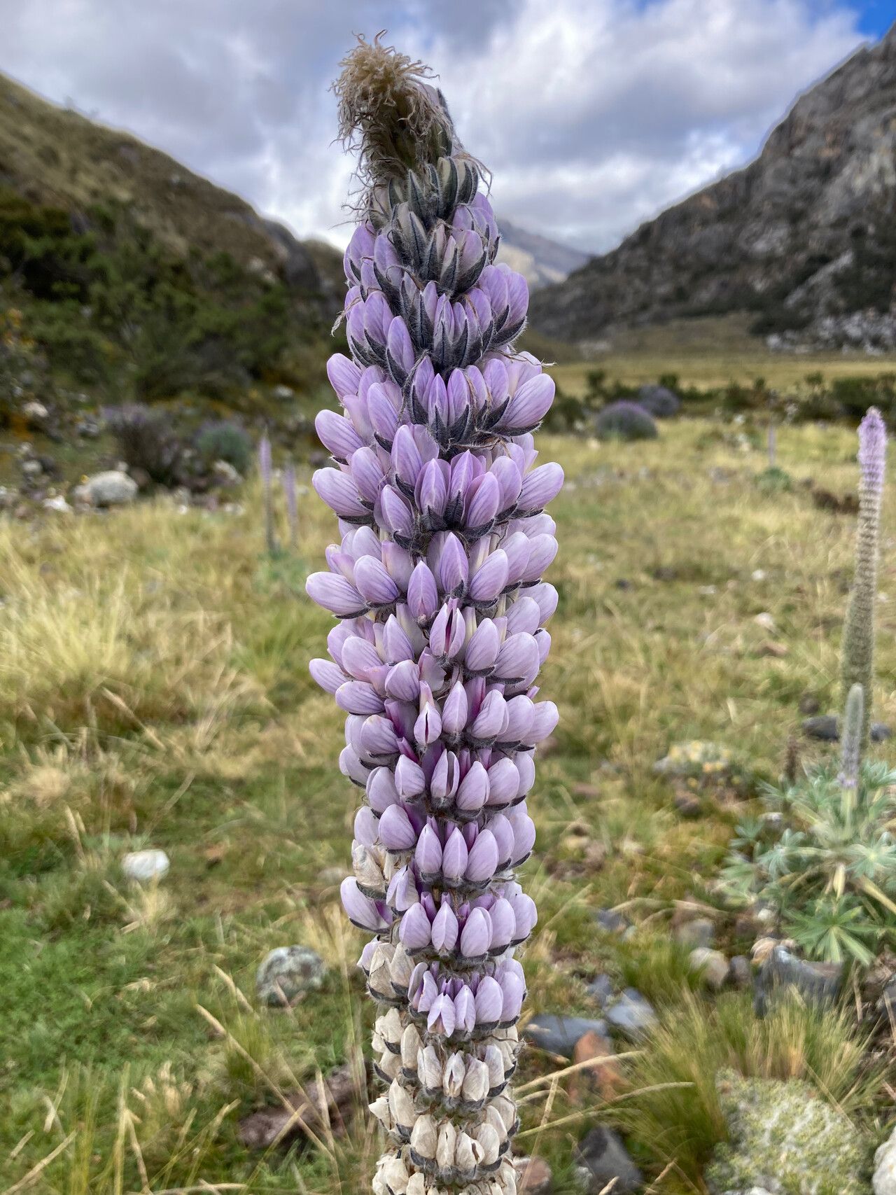 Lupinus weberbaueri flower