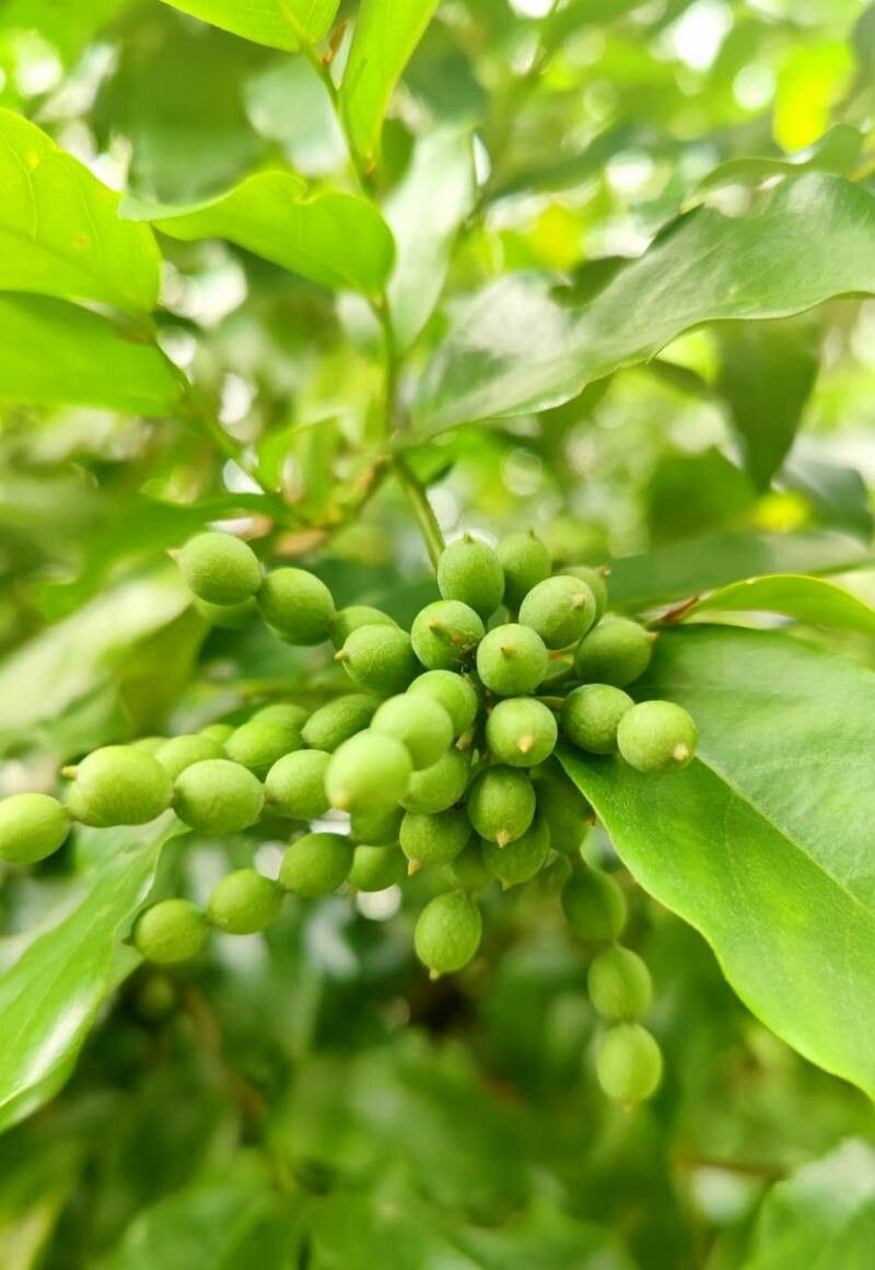 Desmos chinensis fruit