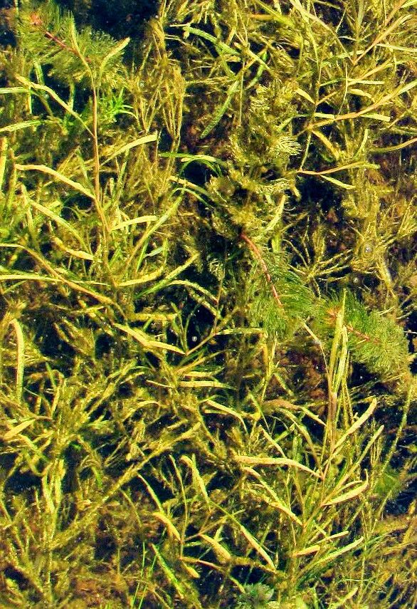 Potamogeton friesii — search result for 'Potamogeton'