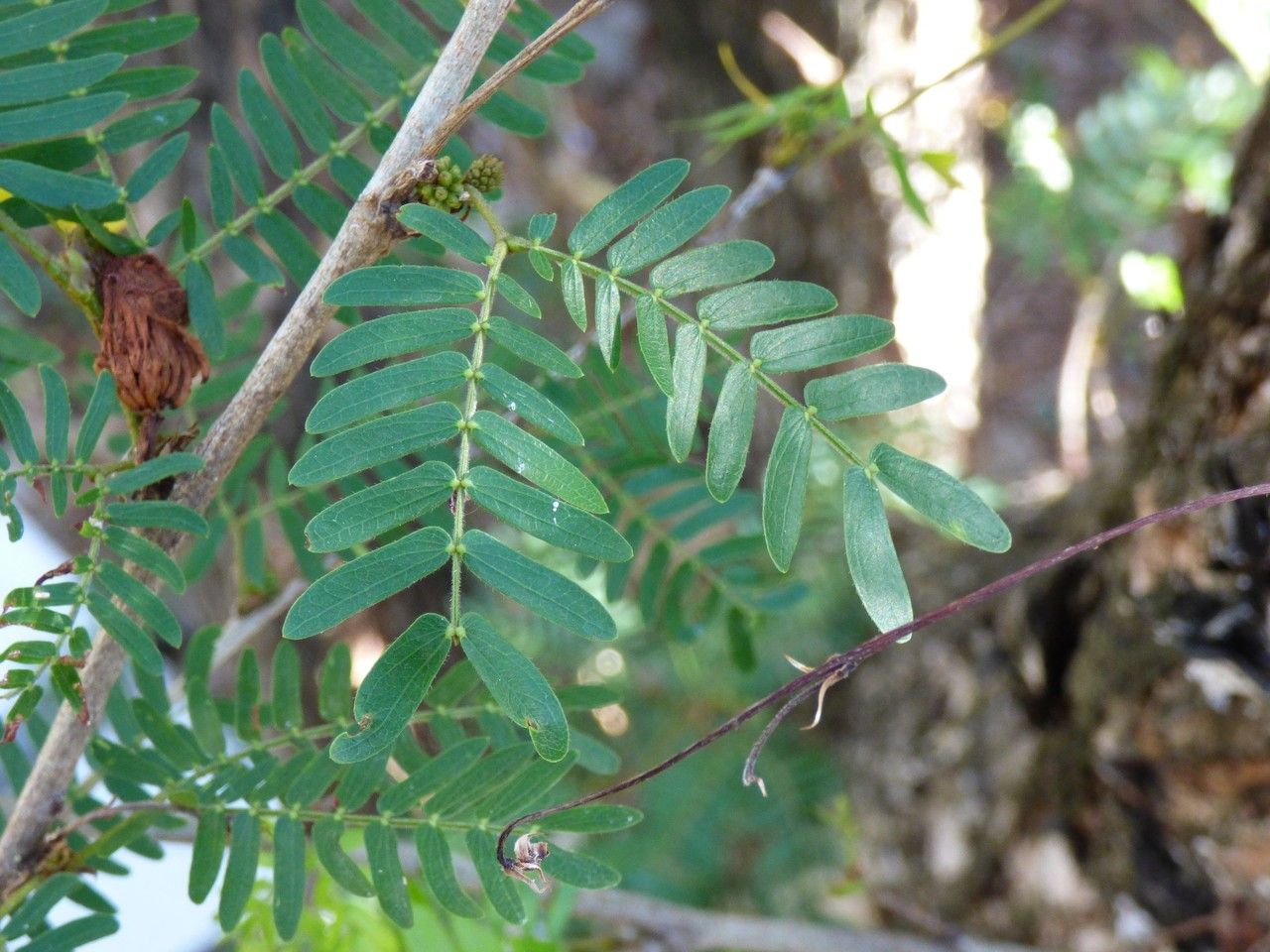 Albizia saman leaf