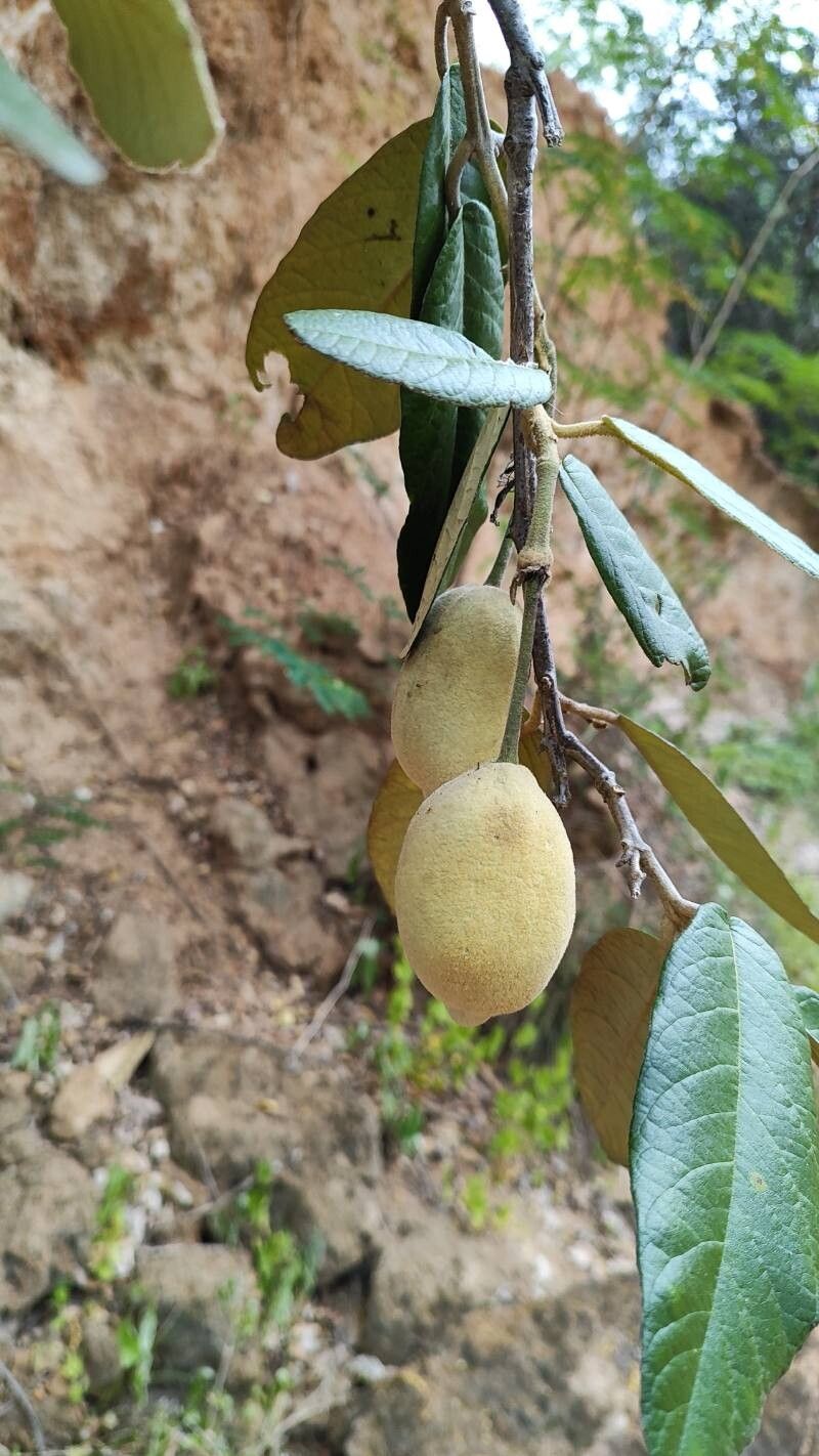 Dichapetalum rugosum fruit