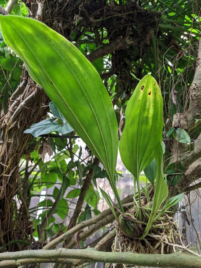 Stanhopea grandiflora leaf