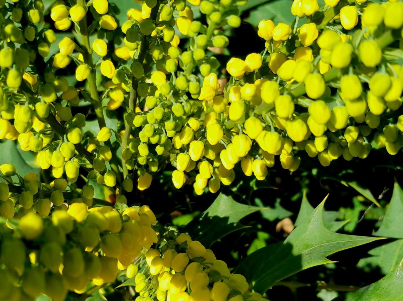 Berberis japonica flower