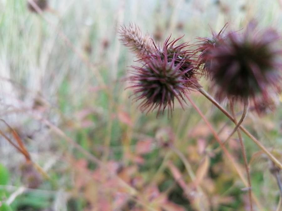 Xanthorhiza simplicissima fruit