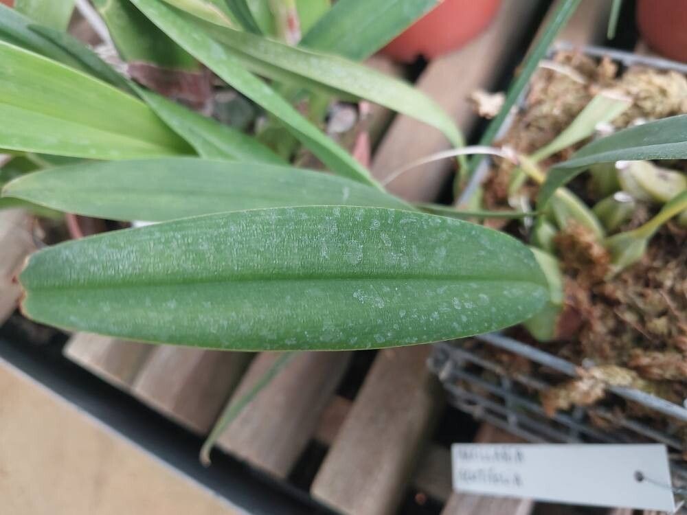 Maxillaria acutifolia leaf