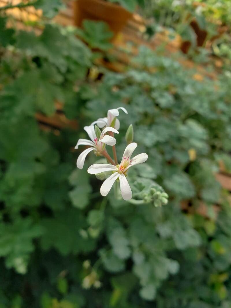 Pelargonium × fragrans flower