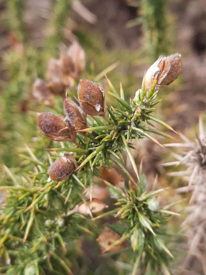 Ulex minor fruit