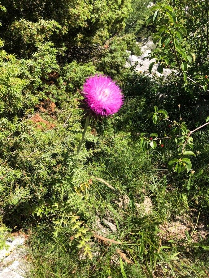 Carduus micropterus habit