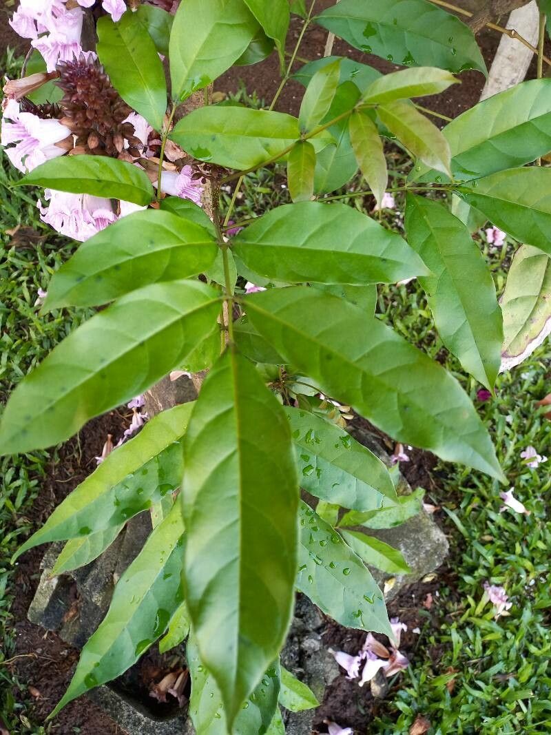 Newbouldia laevis — search result for 'Benin'