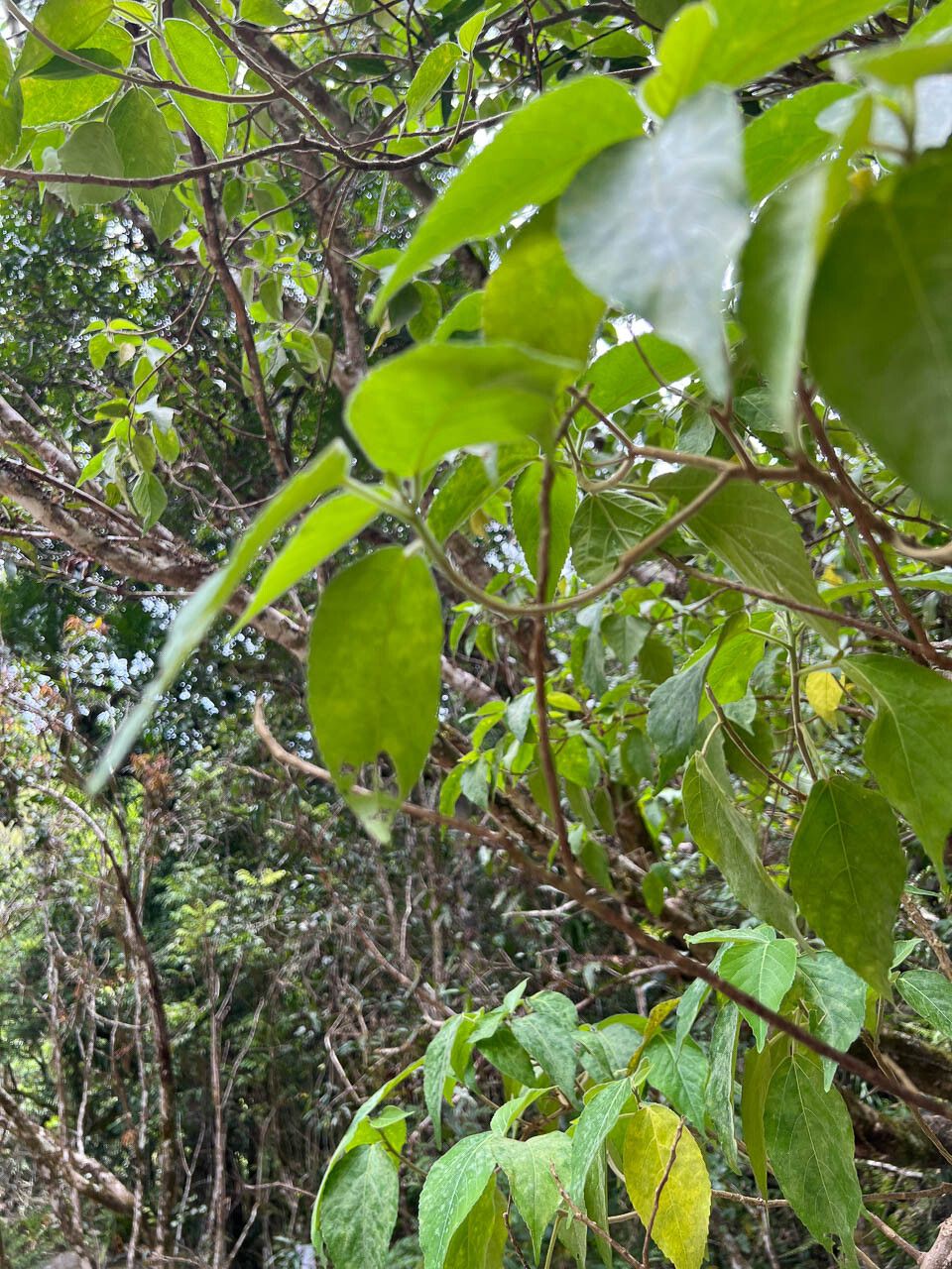 Pipturus argenteus — houseplant care guide