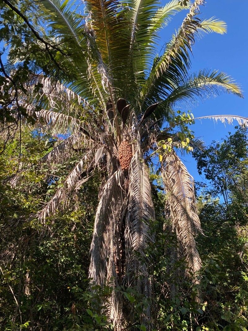 Attalea speciosa habit