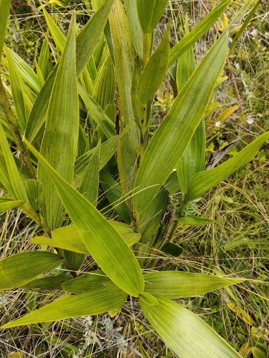 Elleanthus purpureus — houseplant care guide