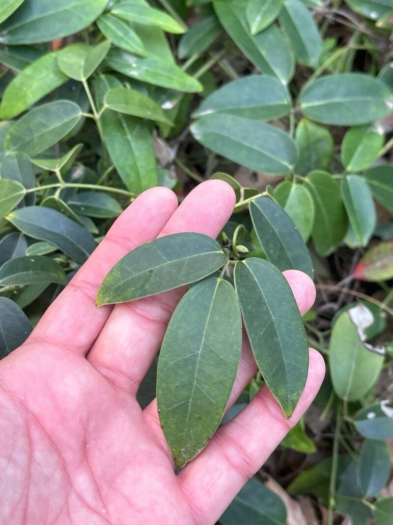 Stauntonia coriacea leaf