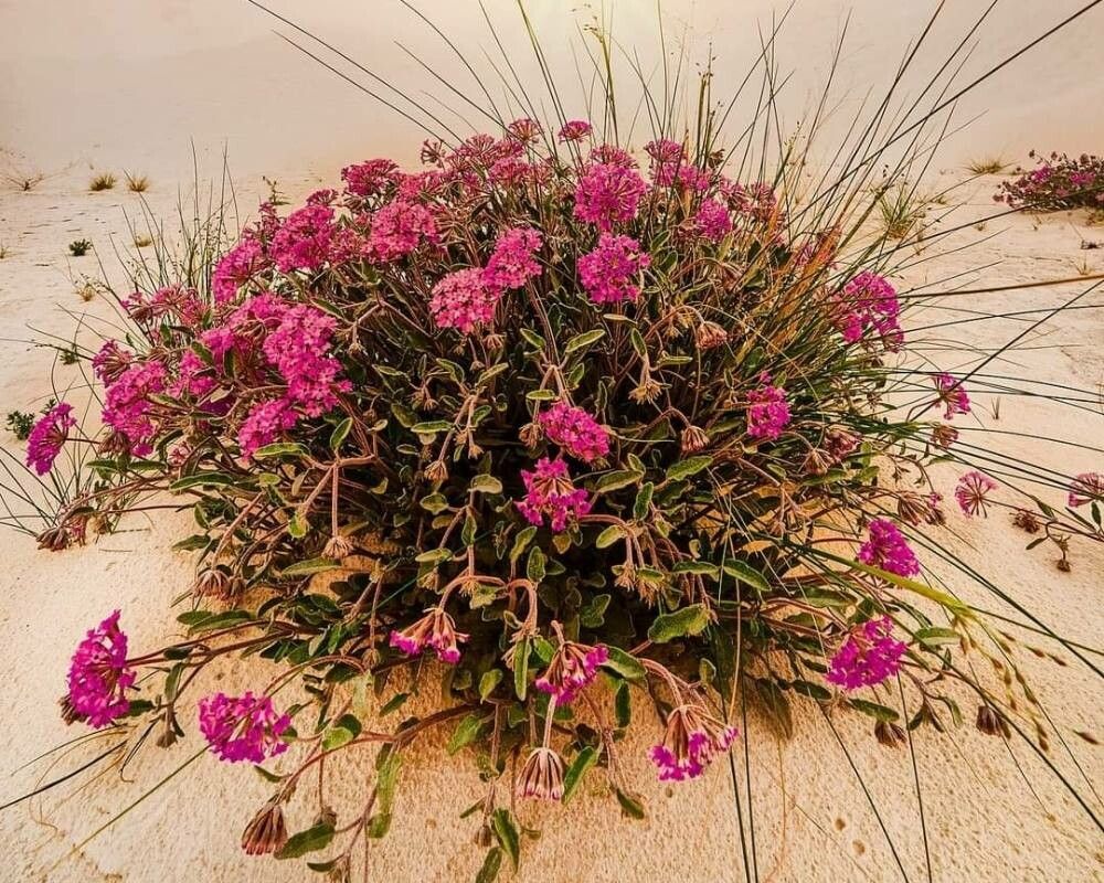 Abronia umbellata — houseplant care guide