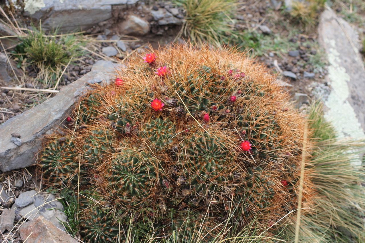 Lobivia backebergii habit