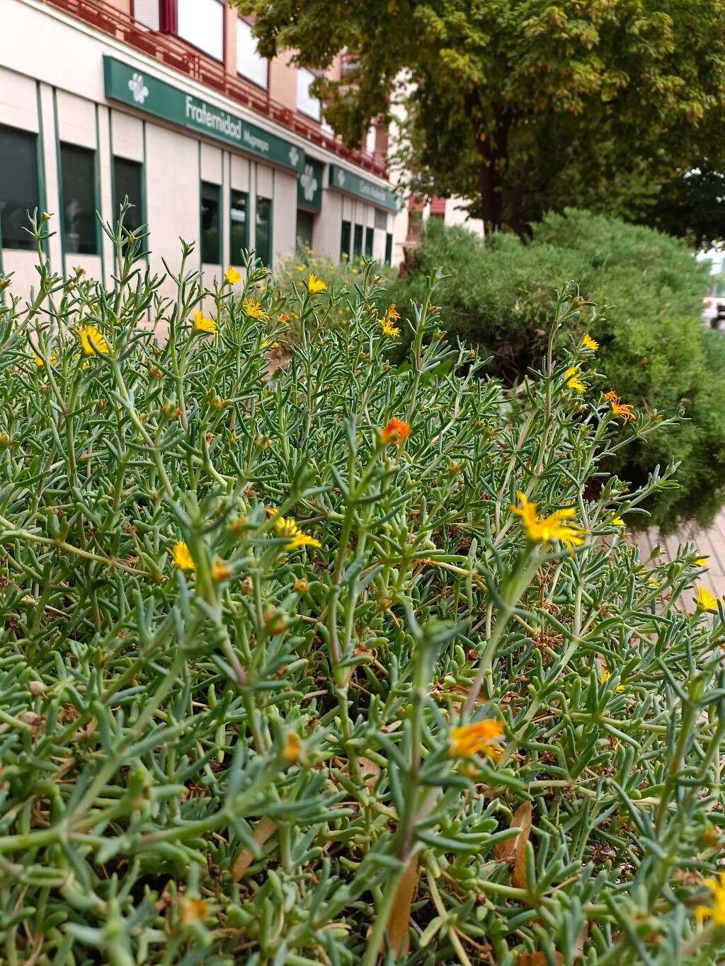 Malephora lutea habit