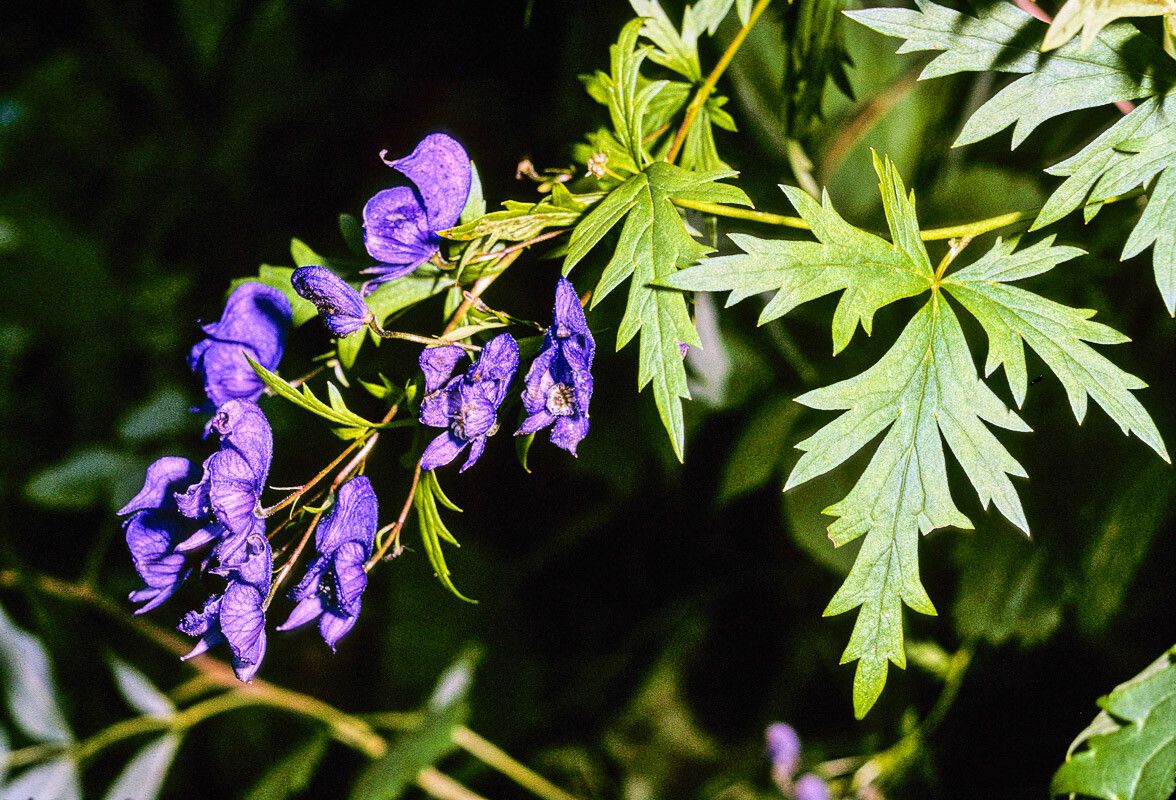 Aconitum variegatum leaf