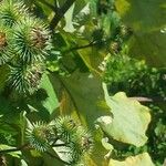 Arctium lappa