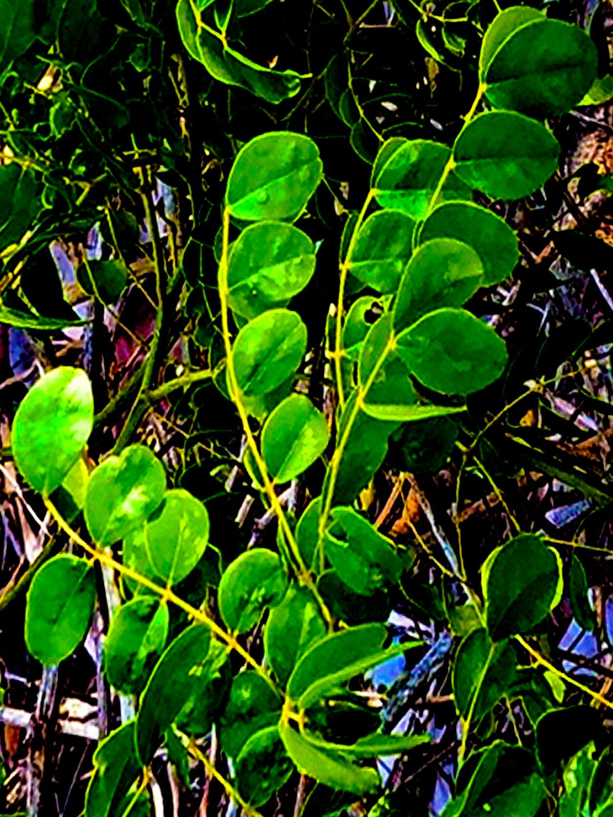 Guilandina culebrae — related species from the same genus