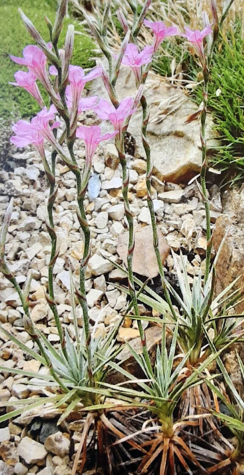 Acantholimon venustum — houseplant care guide