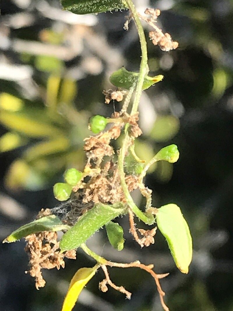 Matelea parvifolia flower