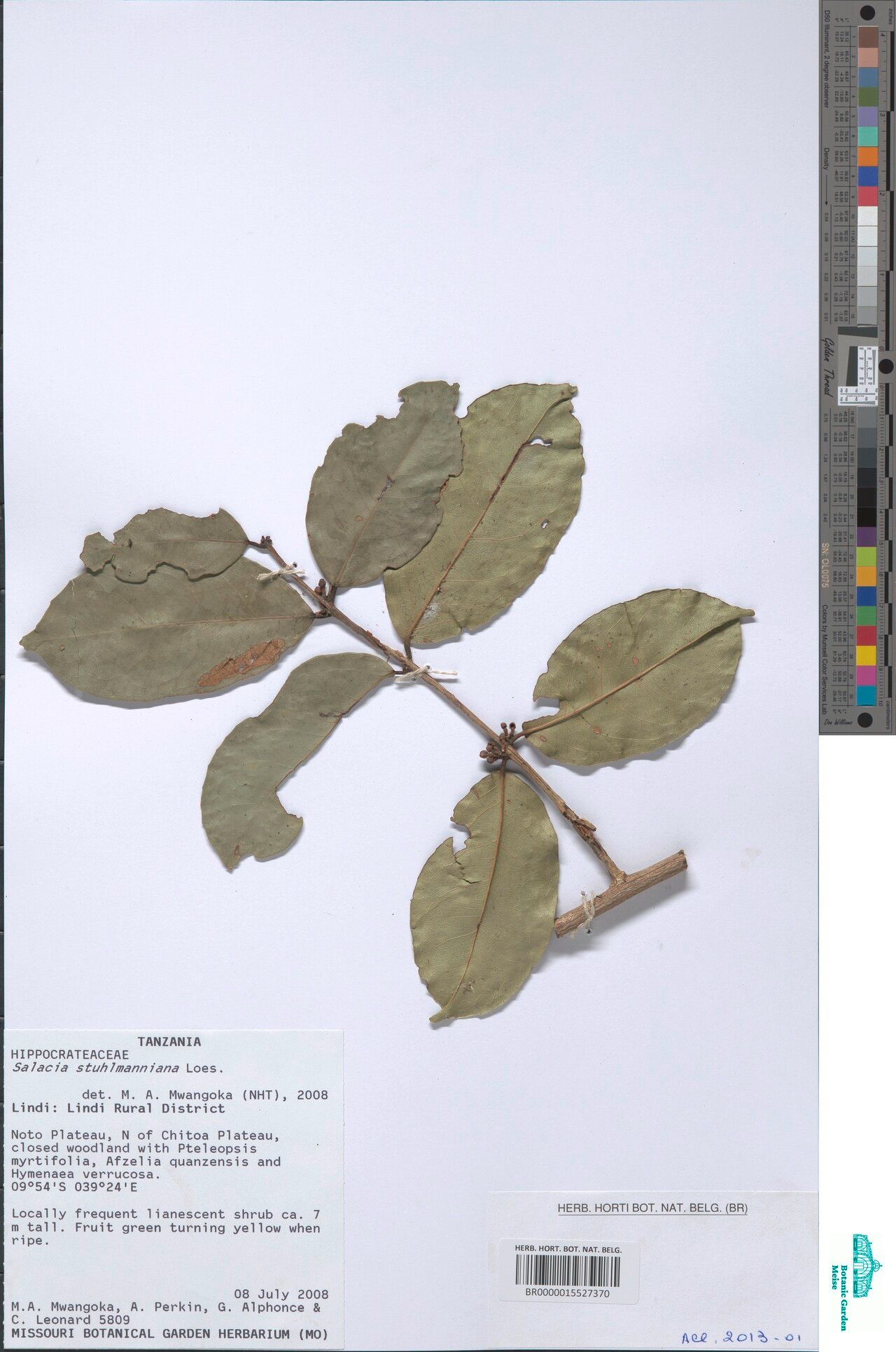 Salacia stuhlmanniana — houseplant care guide