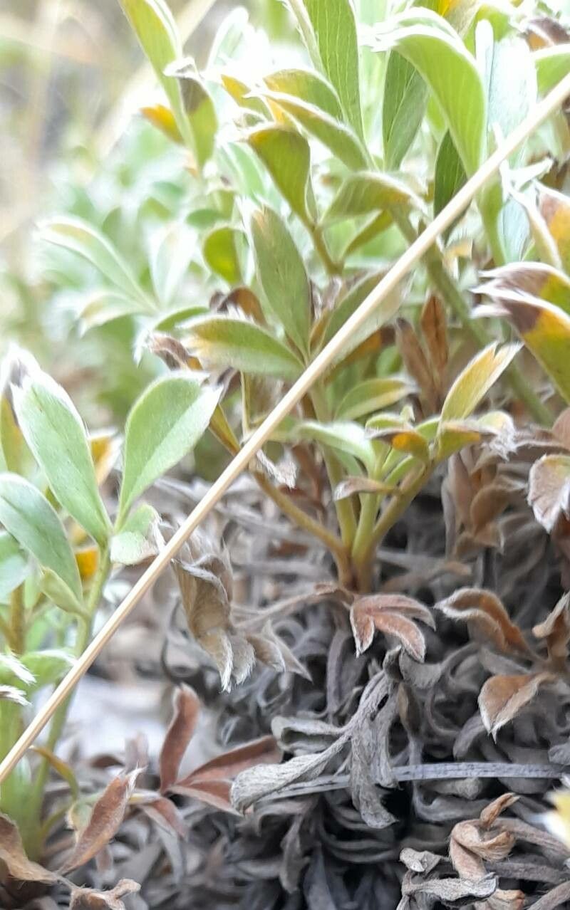 Acaena integerrima leaf