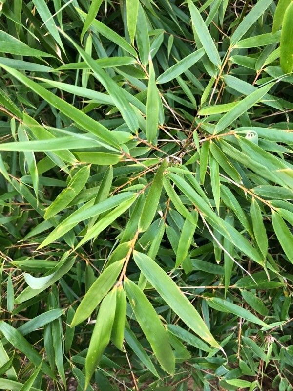Eucalyptus ovata leaf