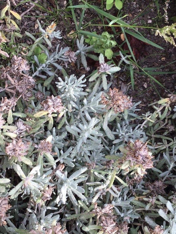 Teucrium musimonum — search result for 'Teucrium'