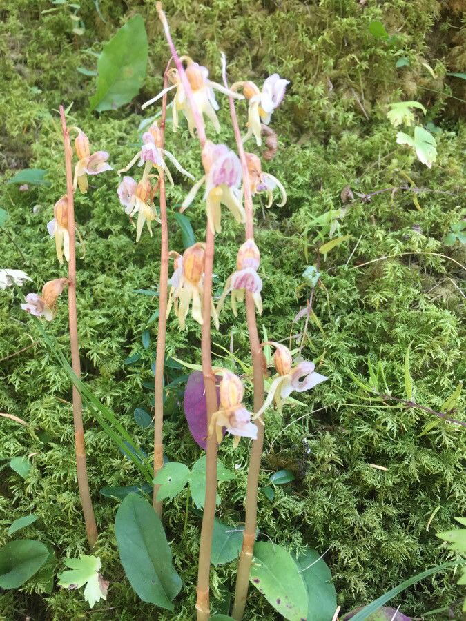 Epipogium aphyllum habit